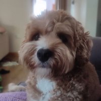 Leo Watts (@leo_watts33581) 's Twitter Profile