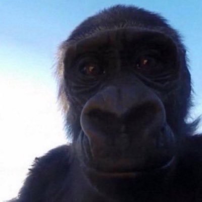 JBenkouche's profile picture. 2 eme compte après que le premier soit banni 😭