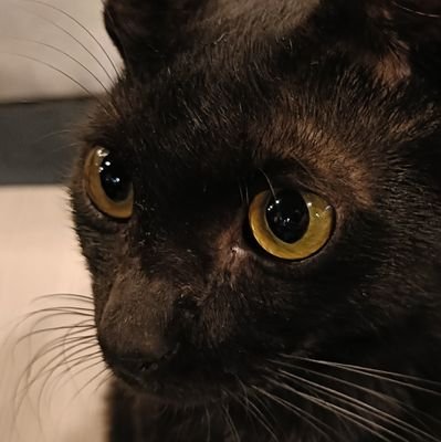 kepantaikulari's profile picture. life