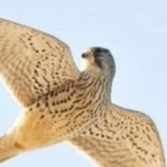 BSI543's profile picture. 안경