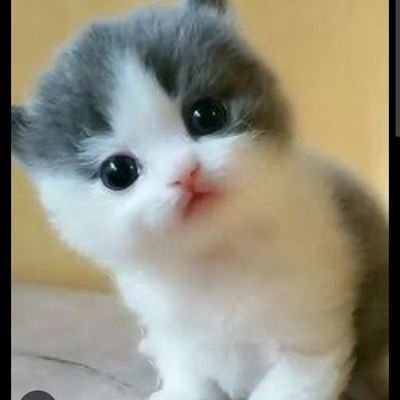 sibelsi11's profile picture. İtçiler uzak dursun.