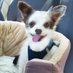 Charlie Boo 💙🐶 (@charliepawsup) Twitter profile photo Charlie Boo 💙🐶 (@charliepawsup) Twitter profile photo