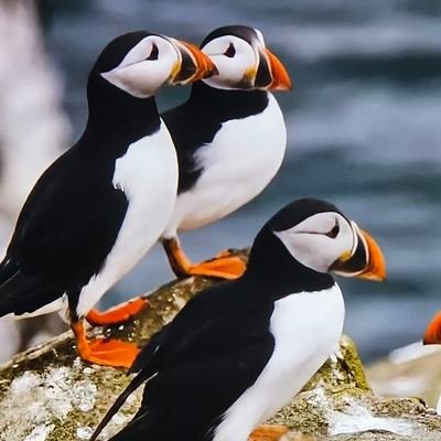 a puffin loving MUM #beatsepsis bit of a @JDonOfficial fan.. #bluelightfamily