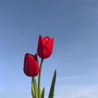 اَلْمُطَمْئِنَةُ (@aliali12332022) Twitter profile photo
