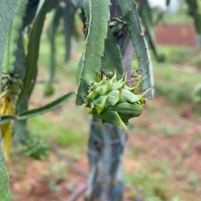 Rabin28160235's profile picture. Belongs to Tamilian stock