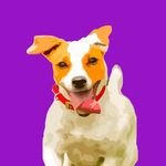 🌟 Seu guia definitivo para o mundo dos pets! 🐶 Dicas, cuidados e diversão para cães. Siga-nos para novidades e muito amor canino! 💖 #Catiolouco