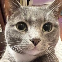 princess pippa 👑 (@tinypippa) 's Twitter Profile