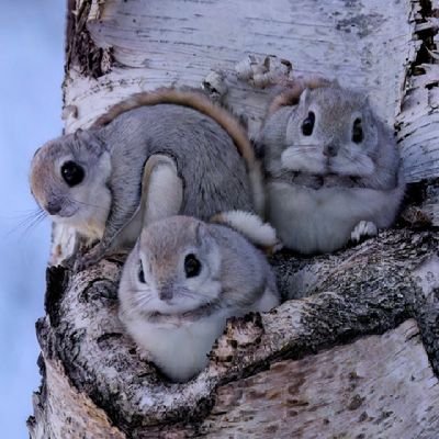 にゃも( ͜🐥 ・ω・) ͜🐥 (@2439kuroneko) / Posts / X