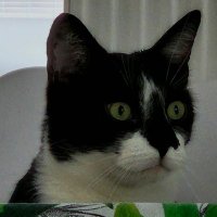 🐢 iSweat I Kefirsko aka Keturtle 🐢 (@kefirsko1) Twitter profile photo