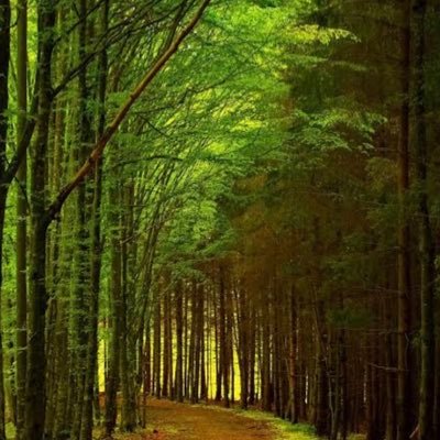 Scipraci's profile picture. 