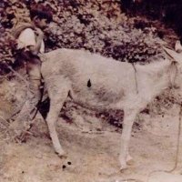 ZİKBOY (@fobxlf) Twitter profile photo