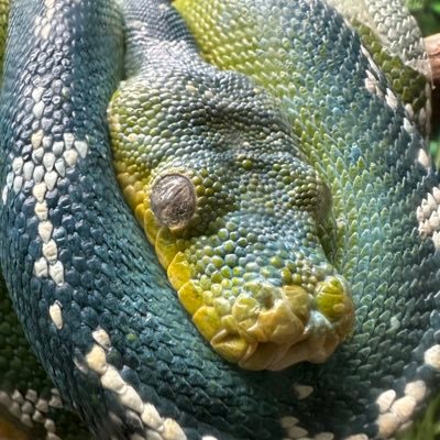 GreenPyth0n's profile picture. 