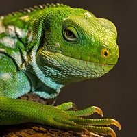XR marcdieechse 🦎 (@marcdieechse) 's Twitter Profile Photo XR marcdieechse 🦎 (@marcdieechse) 's Twitter Profile Photo
