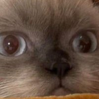 -F3rris- (@f3rriscs) 's Twitter Profile