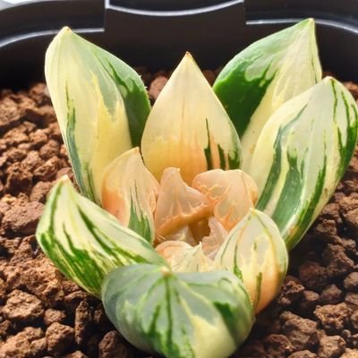 ハオルチア、アロエ、ユーフォルビア、珍奇植物全般が好きで育ててます。
多肉植物、珍奇植物に癒されて今がある。
#魔ニア会 No.26
