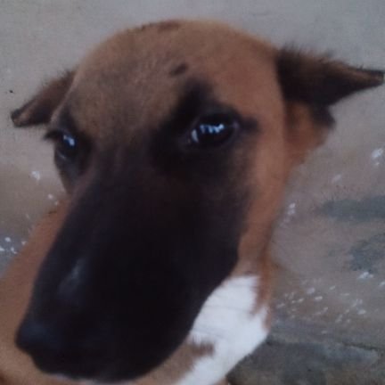 HeliayM75904's profile picture. Doggie