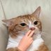 Todo Dia Gatinhos 🐾 (@tododiagatinhos) Twitter profile photo Todo Dia Gatinhos 🐾 (@tododiagatinhos) Twitter profile photo