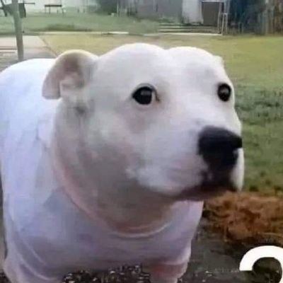 dibujador563's profile picture. nada, un pendejo que intenta hacerse más pendejo