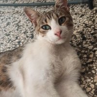 Archie (Angel Rusty πποΈ) (@whitewhiskers_1) 's Twitter Profile