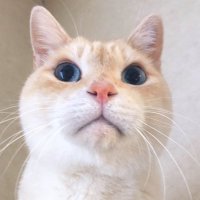 ともこ (@tomoko_cat) 's Twitter Profile