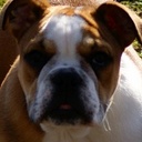 Daisy Jansen - @BulldogDaisy - Twitter