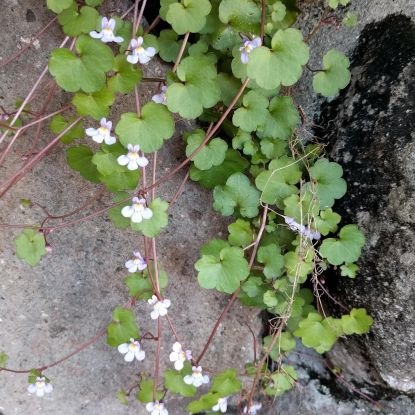 nsayano's profile picture. 高橋大輔さんが大好きです♪( ´▽｀)
大ちゃんは宇宙一のPerformer😍ピリハラlove
大島光翔くん木科雄登くん友野一希くん滑走屋箱推し