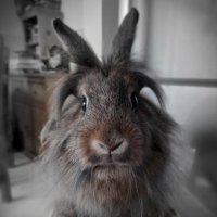 Nicola Spark (@sparknicola) 's Twitter Profile