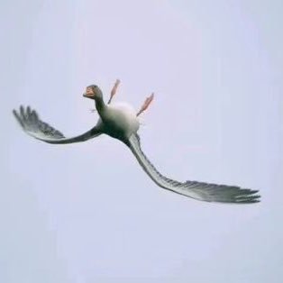 fazhifa777's profile picture. I am a citizen of the NFSC