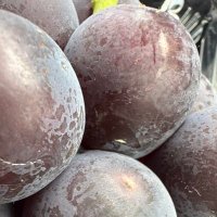 グレープサーフ🍇 (@grapesurf) 's Twitter Profile