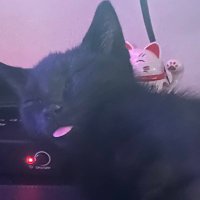 LemonHaze (@lemonhaze420_) 's Twitter Profile Photo