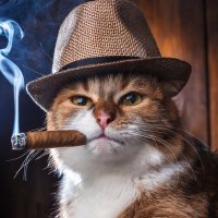 Salty Cat (@purrrrfect22) 's Twitter Profile