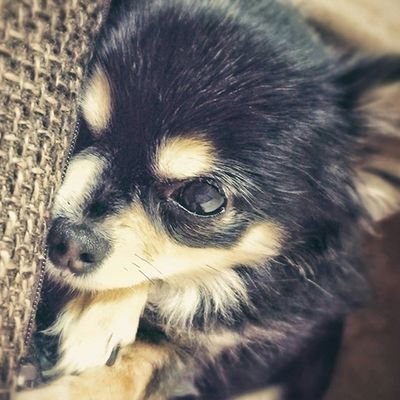 hello_juns's profile picture. 病院で言語聴覚士としてリハビリをしながら失語症や小児の言語発達の手助けをする為に言語訓練アプリ コミュリハ を開発中
https://t.co/0lLcBNjzx9 Chrome推奨
動画コンテンツも追加予定
https://t.co/4aFTMNEyH1 チャンネル登録お願いします
同時に寄付・スポンサー募集し
