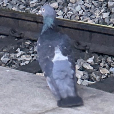 Noa_Sodio's profile picture. .