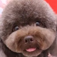 モカ@動物看護学生 (@umiko_mocha) 's Twitter Profile