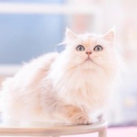 猫田 (@necochan_trade) 's Twitter Profile