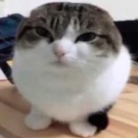 Fujiboi (@mountfujiboi) 's Twitter Profile