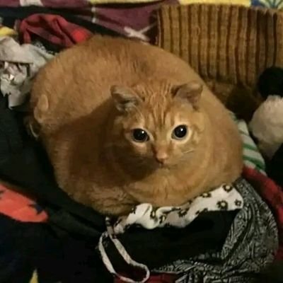 SempaiHater's profile picture. 