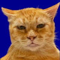 cherry-coloured funk (@howtodresvvell) 's Twitter Profile Photo cherry-coloured funk (@howtodresvvell) 's Twitter Profile Photo