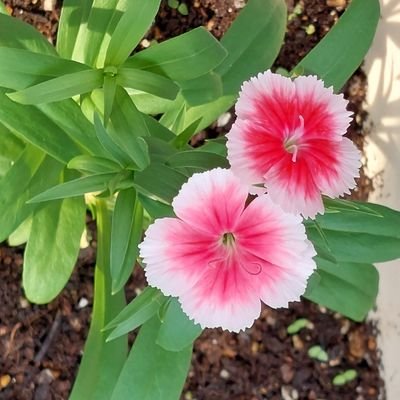 ejysQylxvCRWtpK's profile picture. 知らないことがまだまだたくさんあってわくわくします。