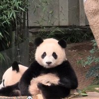 μκ³°μ΄π₯ (@__icebears) 's Twitter Profile