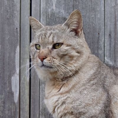 メインはInstagram。
プラモは旧キットを切り刻んでしまう癖があり、素組み派の方には参考にならないと思います😌
特撮・アニメ、サブカル大好き。80年代💓
POSTしても反応が薄いXが嫌いです😆