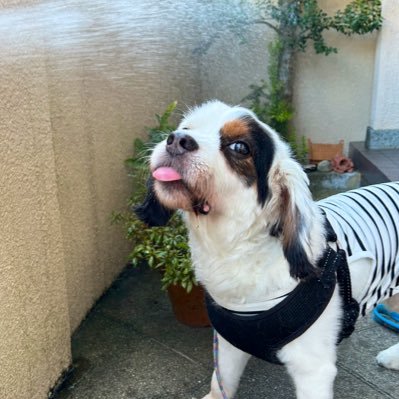 2PMannyonannyon's profile picture. 好きなもの全部ここに集結した（2PM、シルバニア、犬とか）