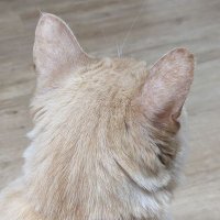 Offline Test (@offlin_test_re) 's Twitter Profile