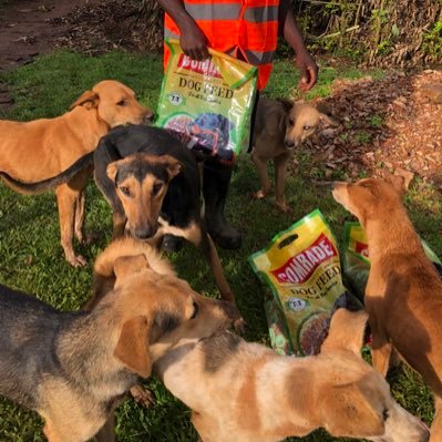 Helping the stray dogs 🐕 one of my big DRM help me,help them w/food, spays and shelter. May your generosity bring you more prosperity DONATE TO OUR PAYPAL LINK