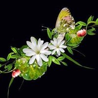 Govind Sha(✸,✸) (@govindsha166744) 's Twitter Profile
