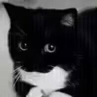 NyteWL (@nytewl) 's Twitter Profile