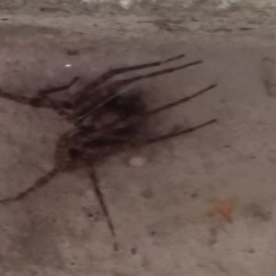 BozidarDAGREAT's profile picture. what good bro🕷🕸