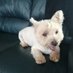 Peter uit Zeeland (@dekoeck34822) Twitter profile photo Peter uit Zeeland (@dekoeck34822) Twitter profile photo
