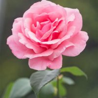 Haruko (@haruko366141) 's Twitter Profile