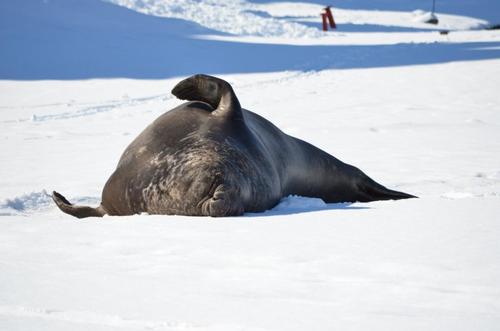 Cold Water Swimming Enthusiast. Attention Seeker.